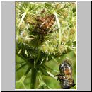 Araneus diadematus - Radnetzspinne 02.jpg